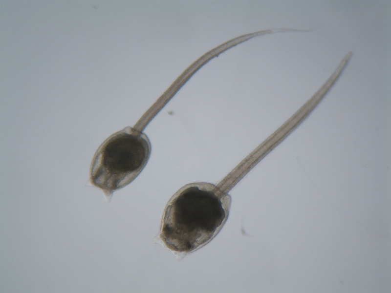 Larva di ascidiacea?